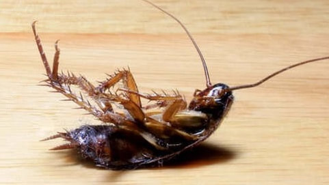 Cincinnati Pest Control - Cockroaches